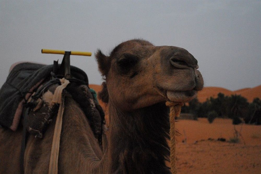 Les Pyramides Hotel Merzouga Zewnętrze zdjęcie